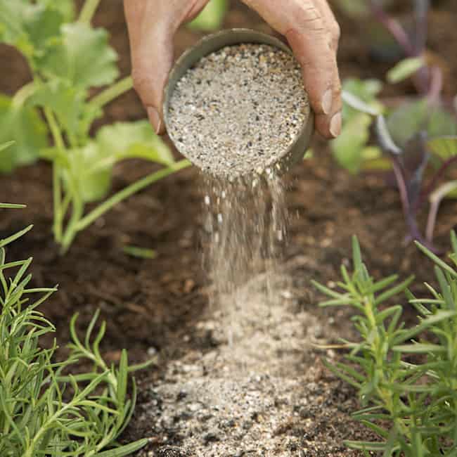 Kitchen Garden Tips