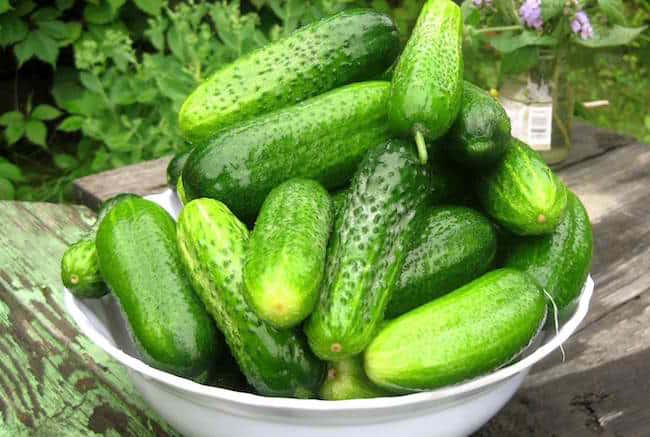 Variety of Cucumbers