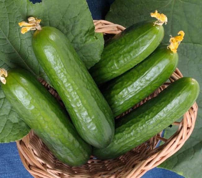 Variety of Cucumbers