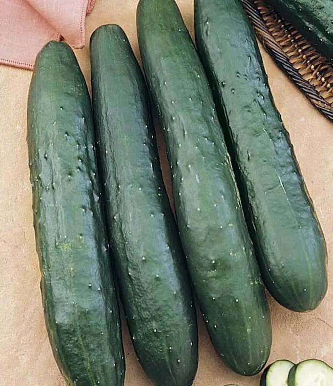 Greensleeves Variety of Cucumbers