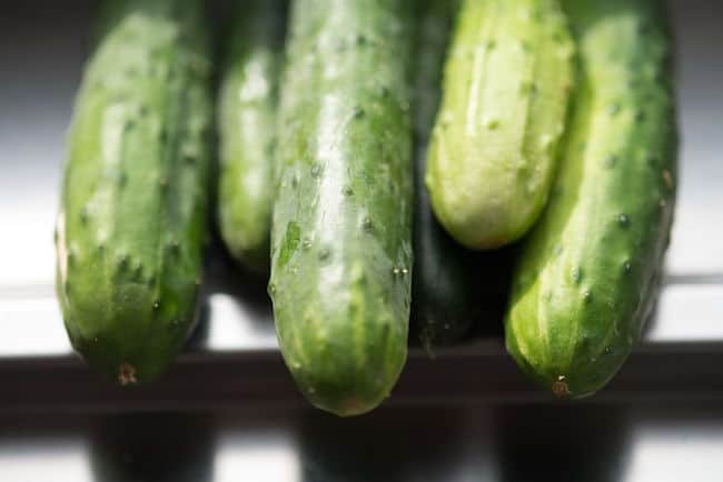 Kirby Cucumbers Types of Cucumber Plants