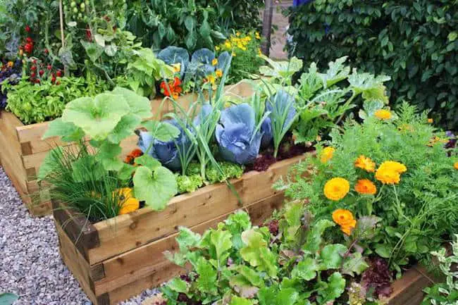 Kitchen Garden Tips