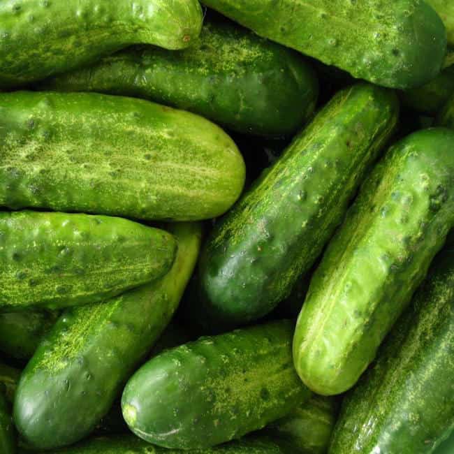 Types of Cucumber Plants