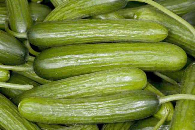Types of Cucumber