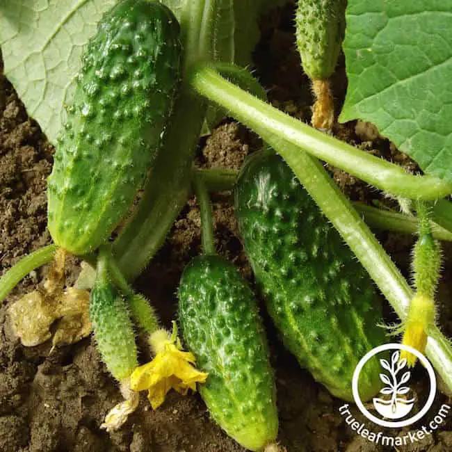 Salad Bush Types of Cucumber