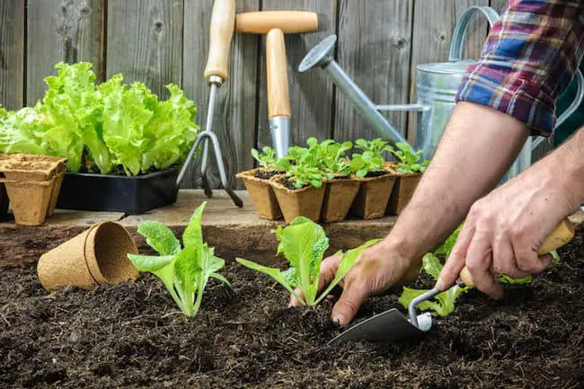 Kitchen Garden Tips