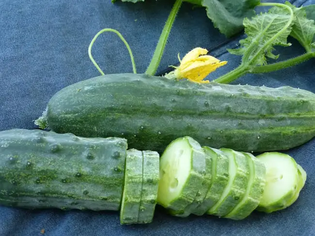 Best Cucumber Varieties