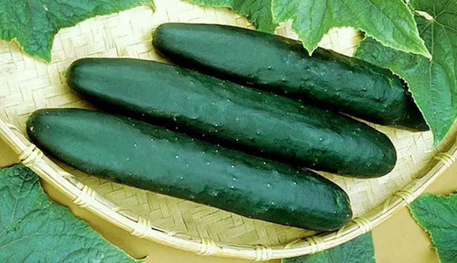 Best Cucumber Varieties
