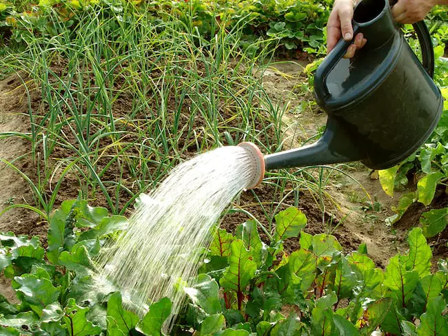 Kitchen Garden Tips