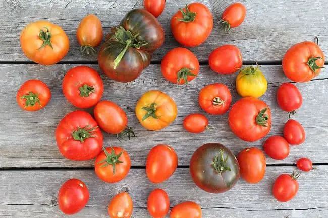 Growing Tomatoes In Pots