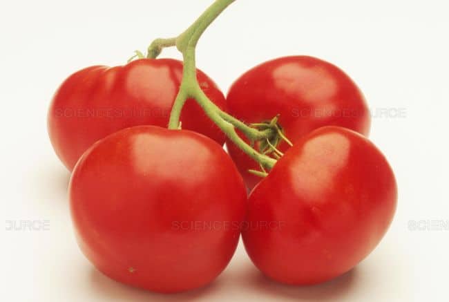 Best Tomatoes to Grow in Pots