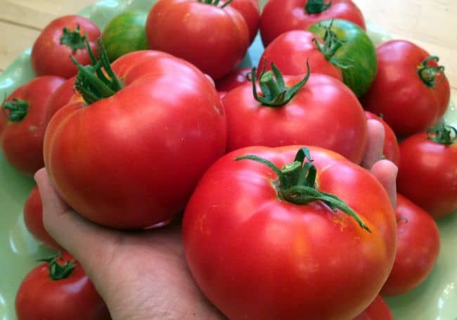 Best Tomatoes to Grow in Pots