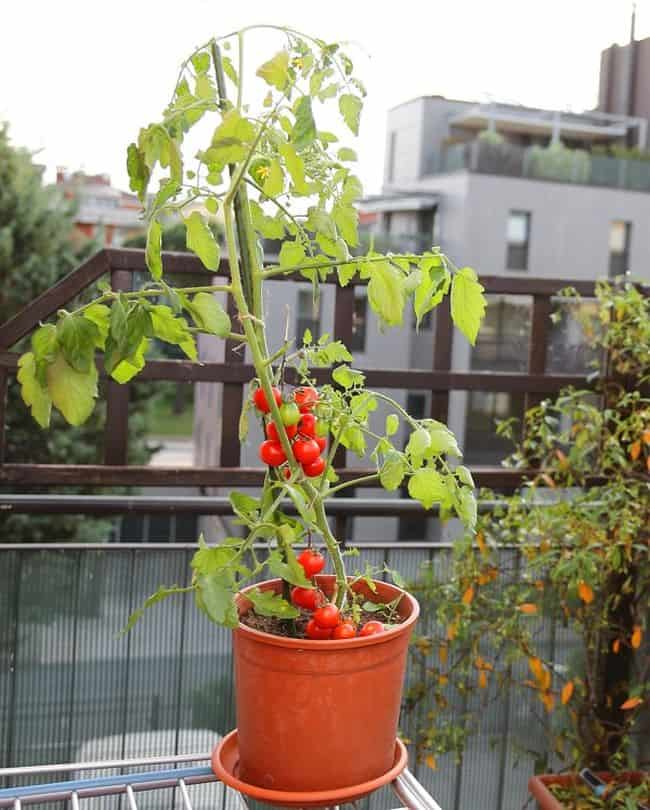 Tips For Growing Tomatoes