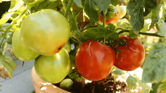 Tips For Growing Tomatoes