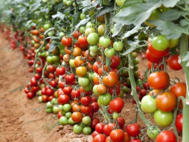 Growing Tomatoes In Pots