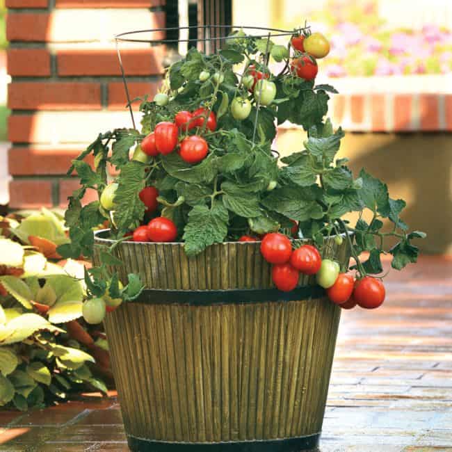 Tomato Growing Tips