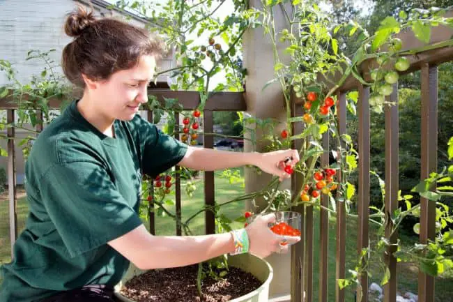 How to Grow Tomatoes in Pots