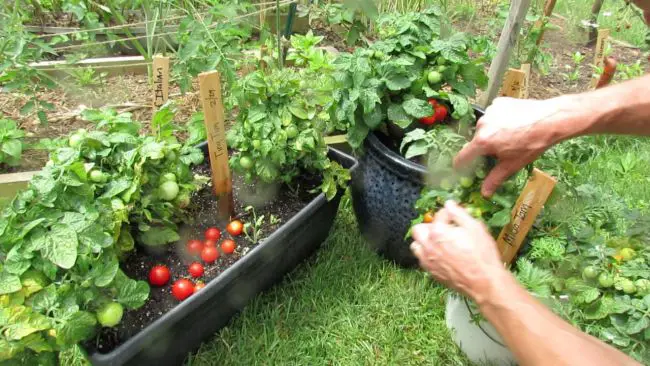 How to Grow Tomatoes in Pots