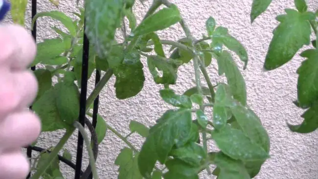 Growing Tomatoes In Pots