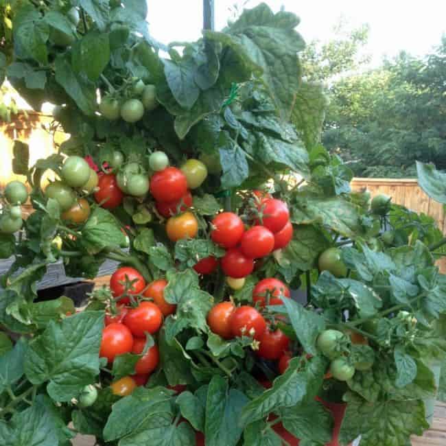 Best Tomatoes to Grow in Pots