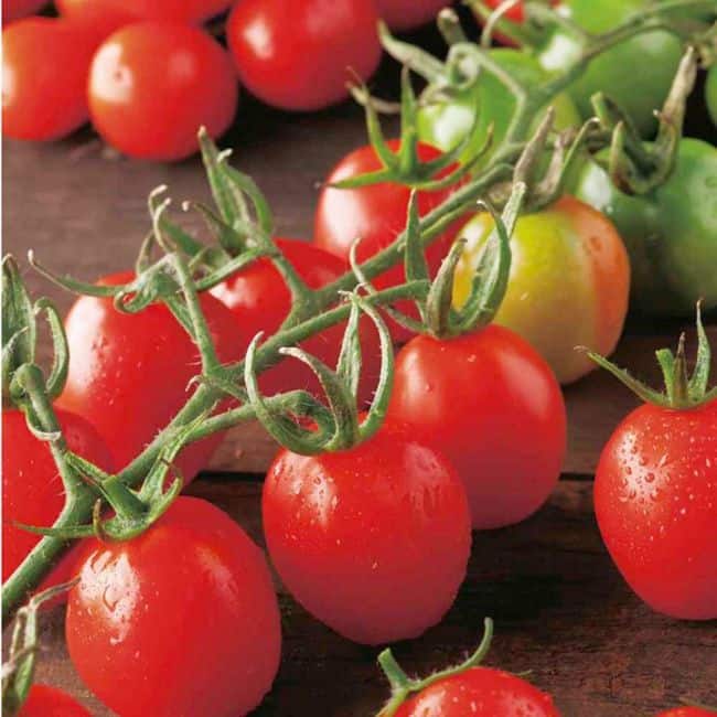 Best Tomatoes for Containers