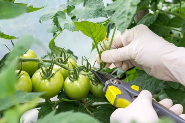 Tomato Growing Tips