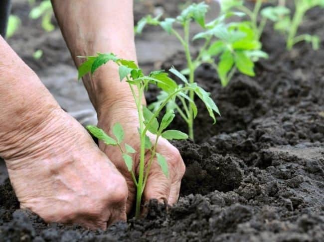 Growing Tomatoes In Pots