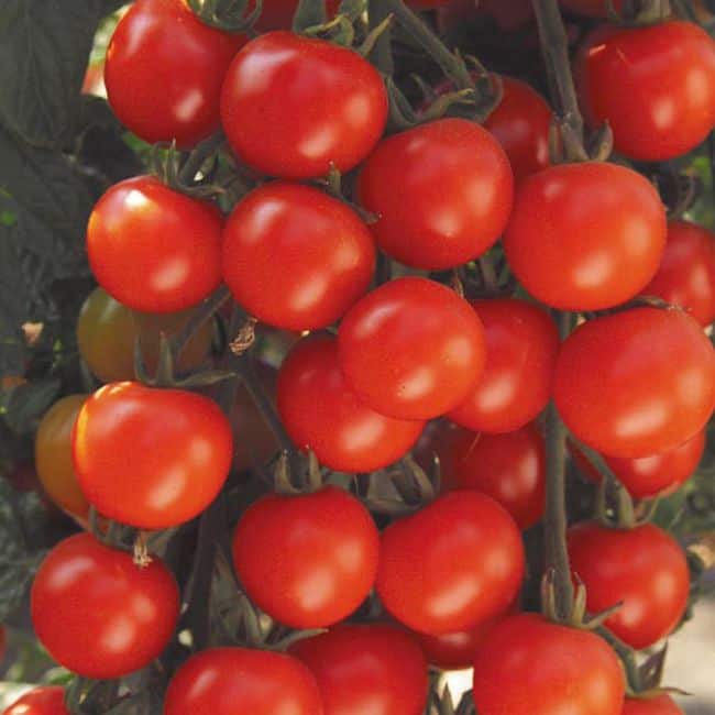 Best Tomatoes for Containers