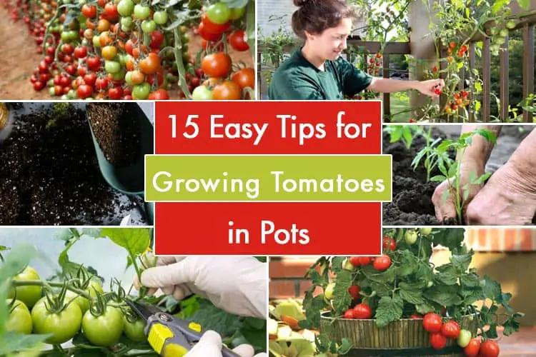 Tips For Growing Tomatoes