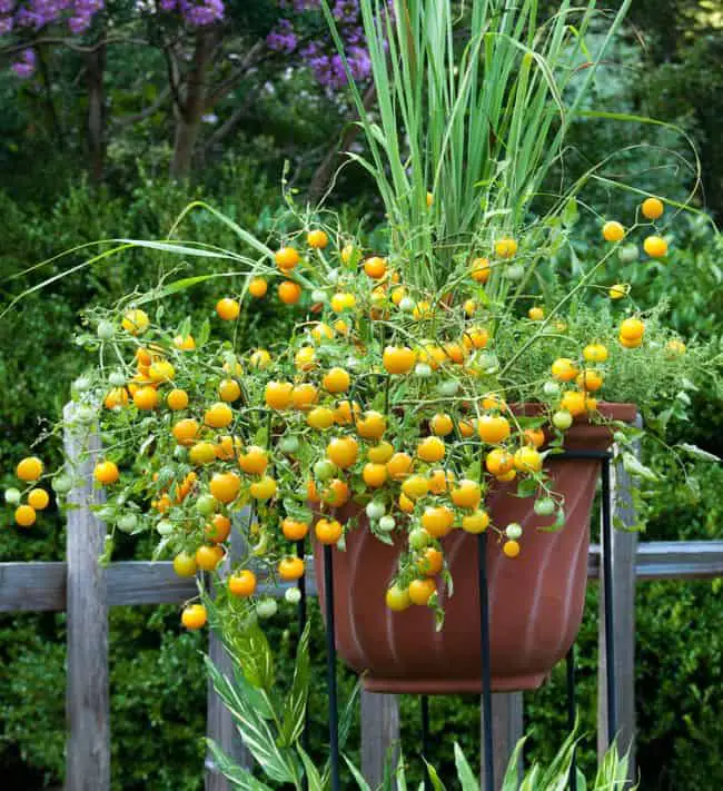 Best Tomatoes to Grow in Pots