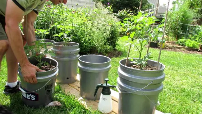 Tomato Growing Tips