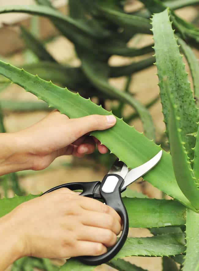 Aloe Vera Plant Care
