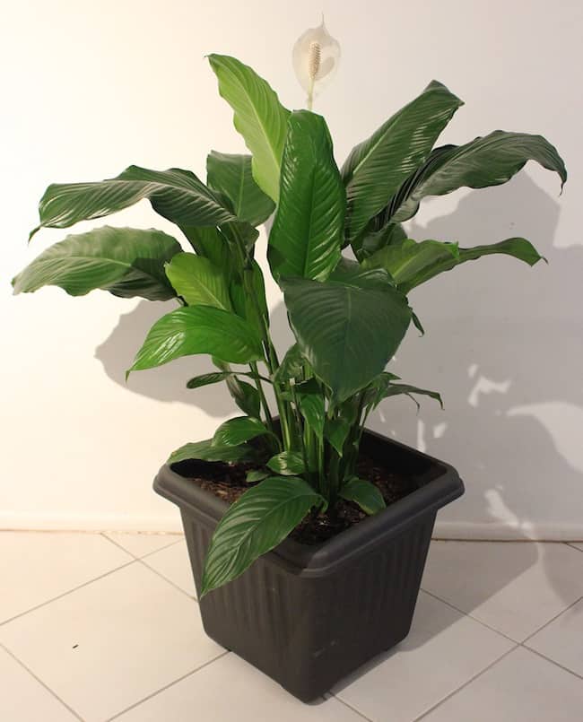 Peace Lily Indoor Care