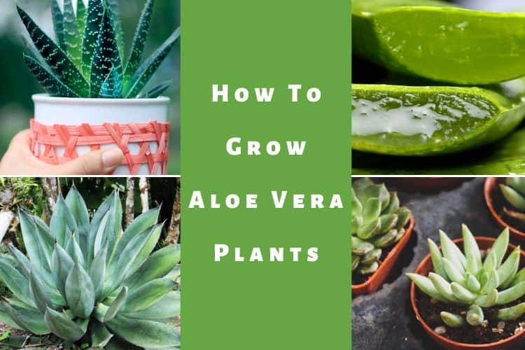 How To Grow Aloe Vera Plants