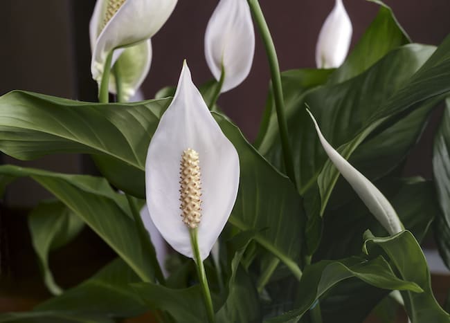 Peace Lily Benefits