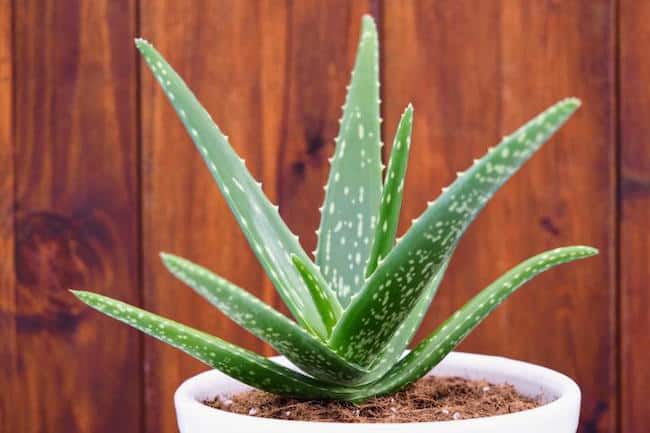 Can you grow Aloe Vera Plant Indoors