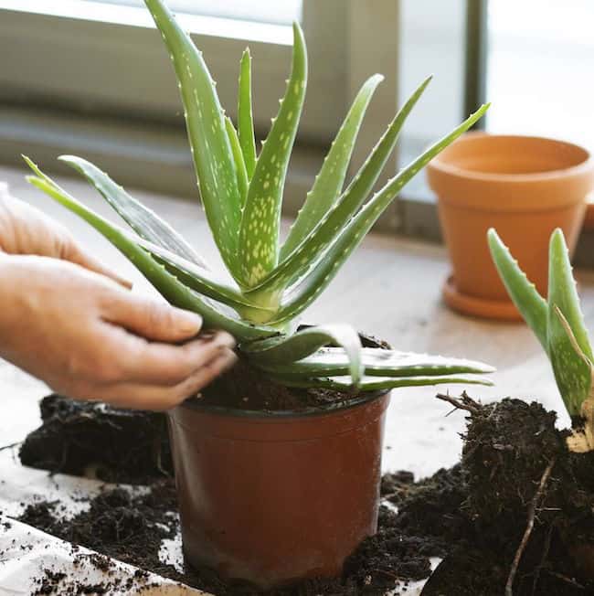 Aloe Vera Plant