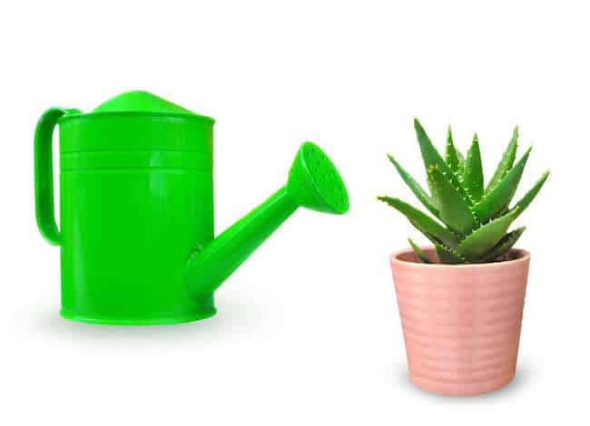 How do you care for an Aloe plant