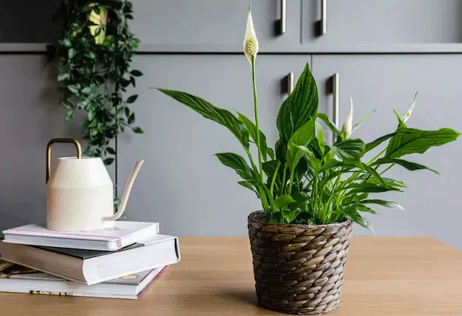 Peace Lily Plant Care