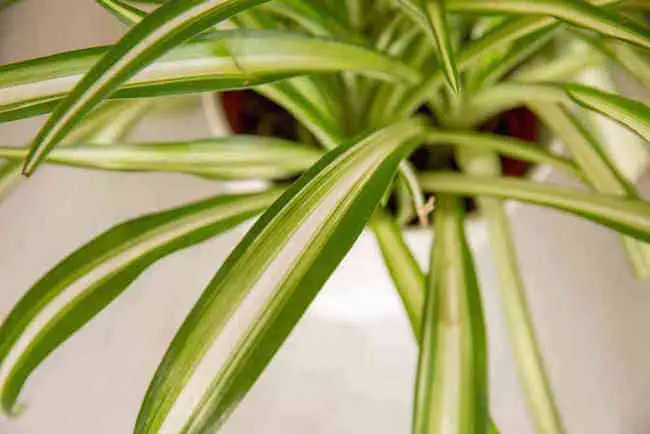 Growing Spider Plants