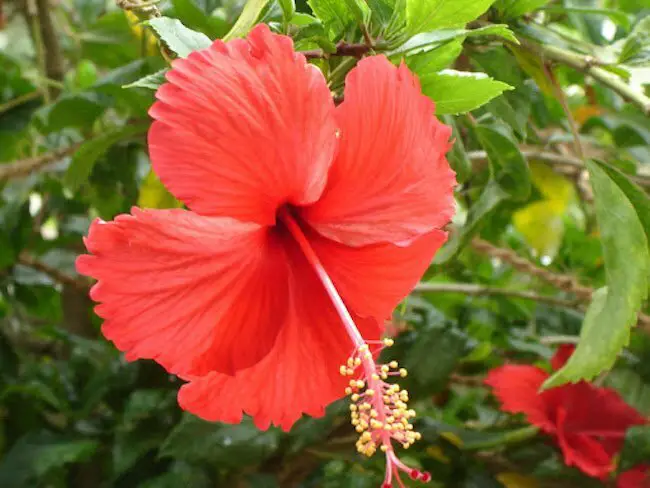 Blooming Season for Hibiscus