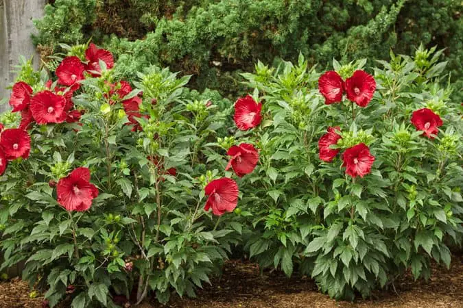 How to Care for a Hibiscus Tree
