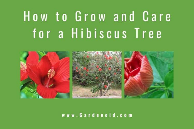 How to Grow Hibiscus Tree