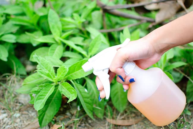 How to get Rid of Cabbage Worms