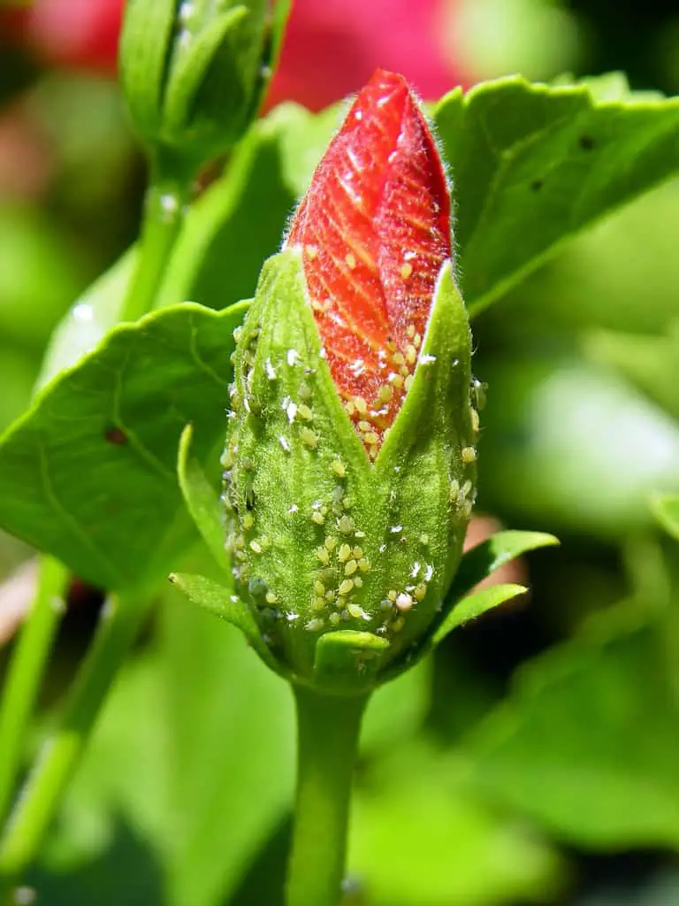 Hibiscus Plant Care