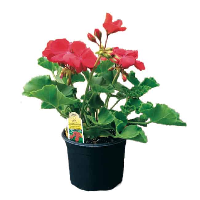 How to Grow Hibiscus