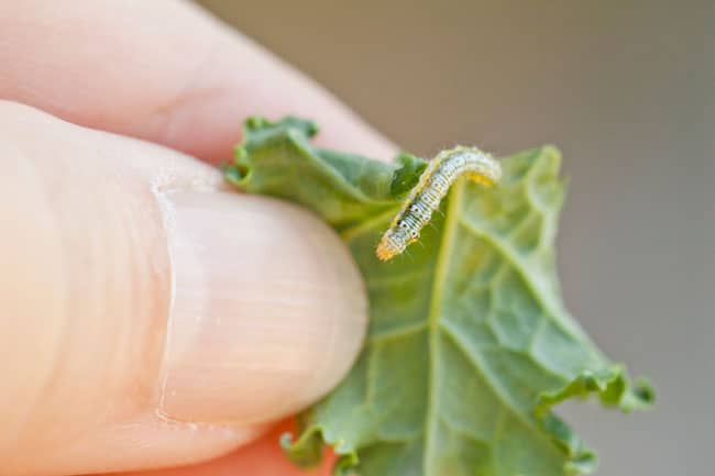 Get Rid of Cabbage Worms