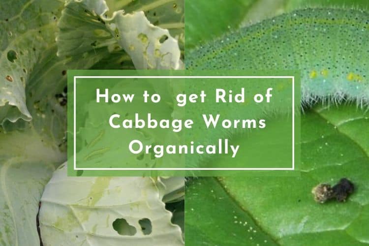 How to get Rid of Cabbage Worms