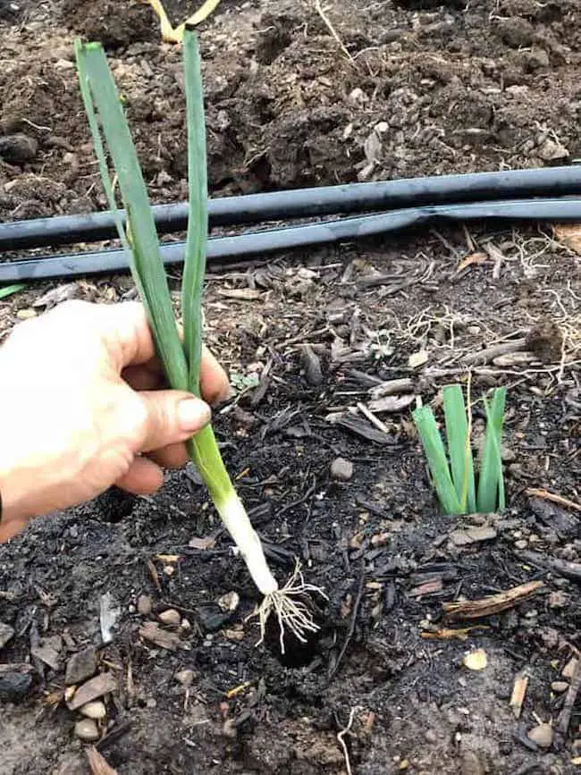 Growing Leeks from Roots