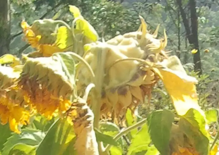 Harvesting Sunflower Seeds